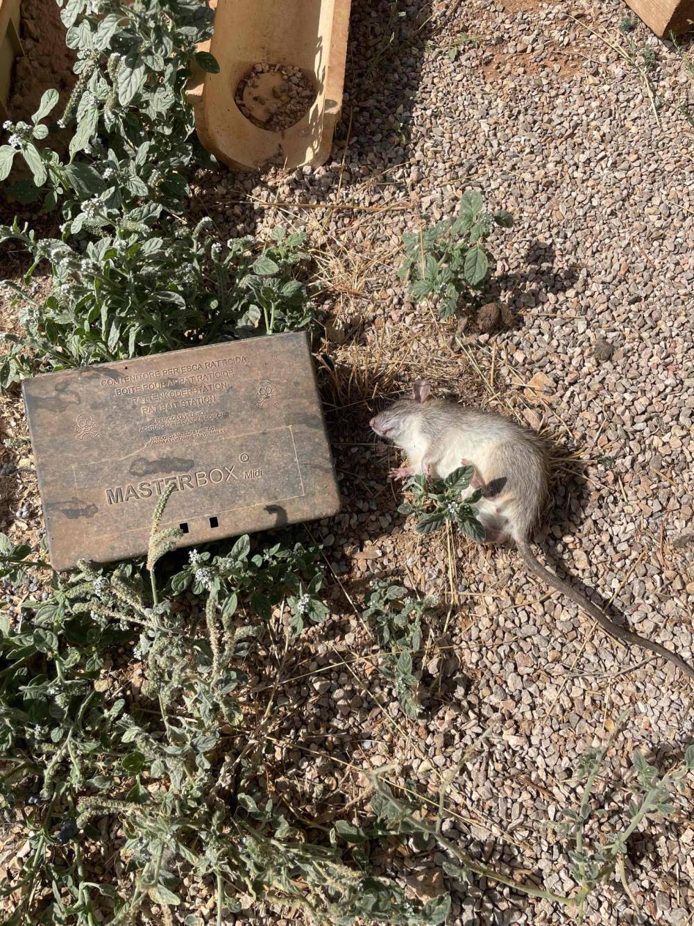 Dégats électriques importants causés par les rats