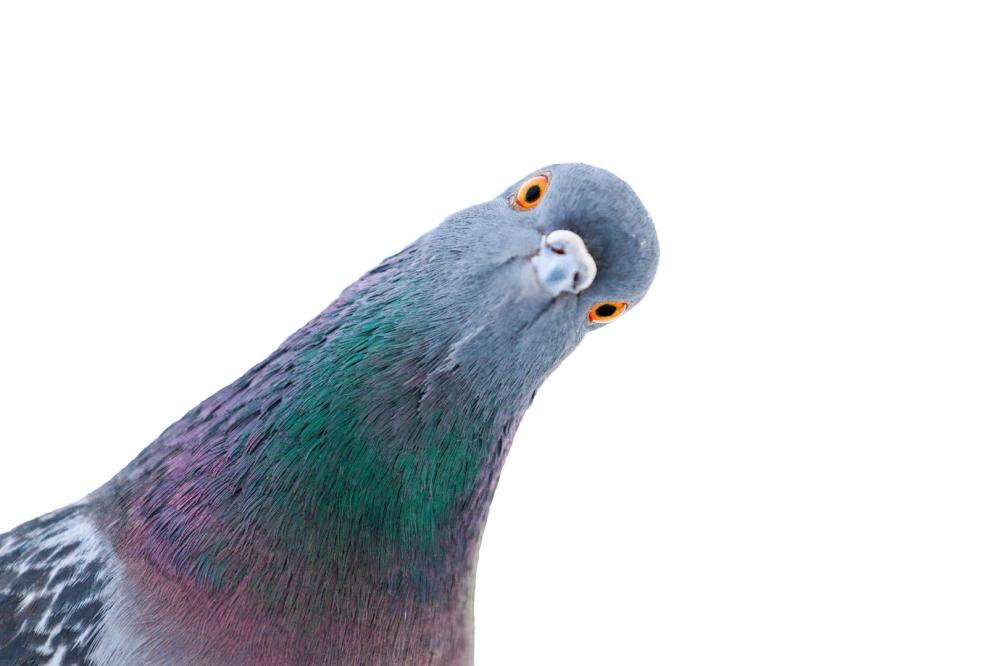 pigeons 